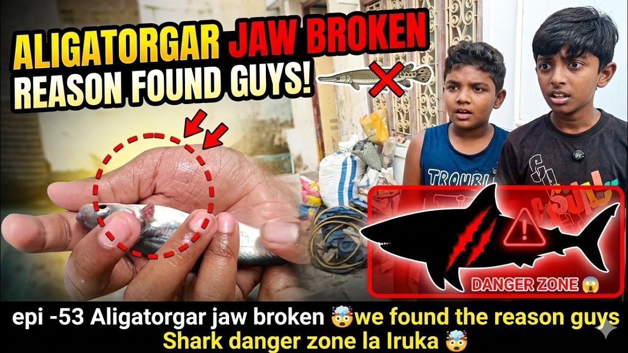 Danger In Our Aquarium? 😨 Shark Injured & Truth Behind Gar Death ...