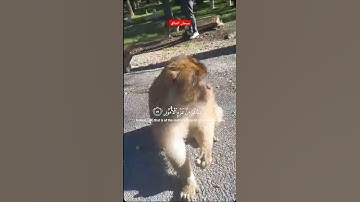القران الكريم راحة نفسية #رب #اكسبلور #تيك_توك #الله #explore #دويتو #سبحانالله #cat #لاالهالاالله
