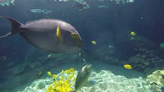Aulani Fish Pool Hawaii 1