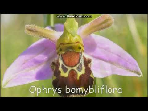 უჩვეულო ფორმის ყვავილები