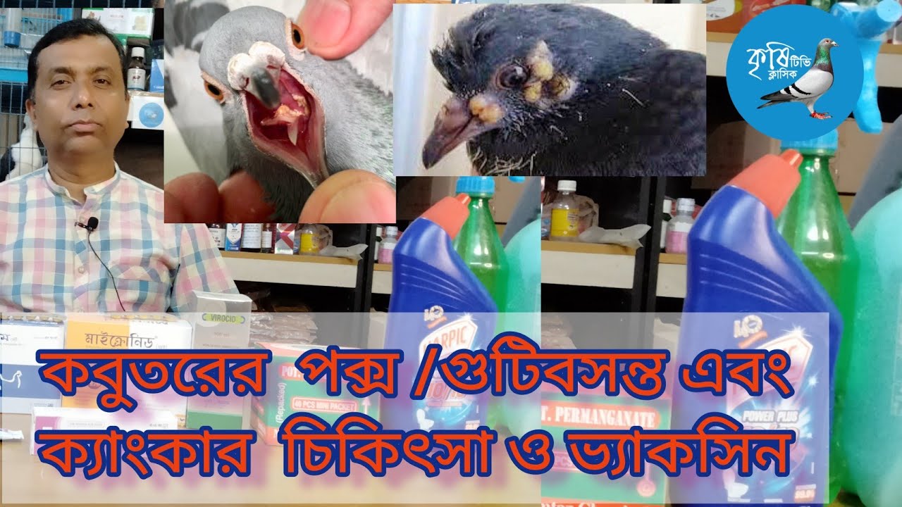 কবুতরের গুটিবসন্ত। গোটা উঠা। ক্যাংকার চিকিৎসা। পক্স ভ্যাকসিন। Pigeon pox.Vaccine.