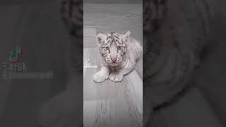 Tigre Blanco Bebe Youtube