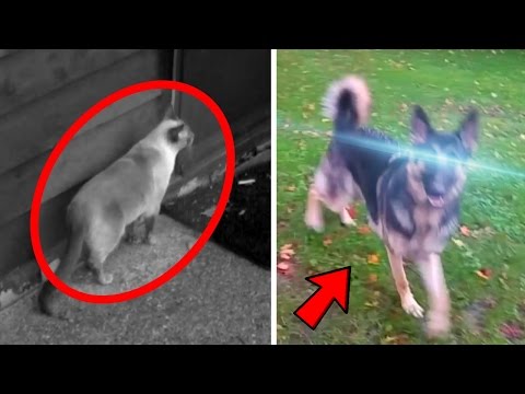 5 Animals With Superpowers Caught on Tape