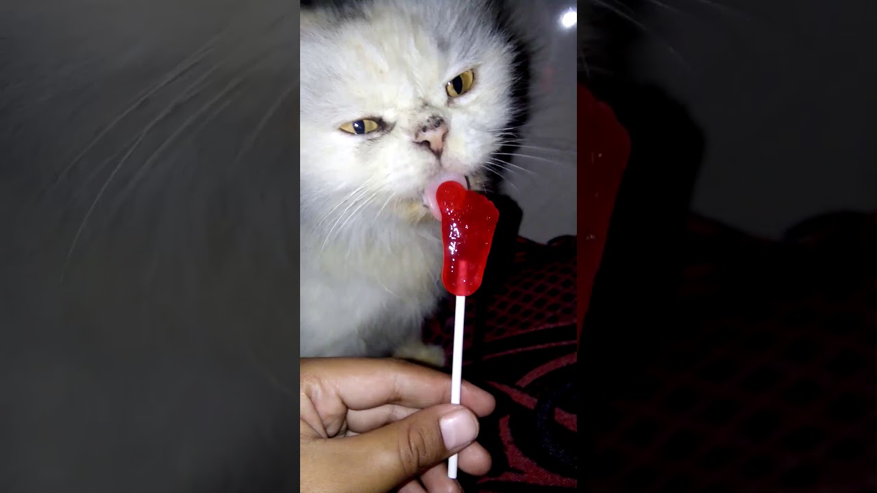 Lucu sekali kucing ini - YouTube