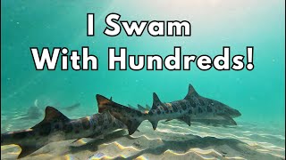 The Most Incredible Shark Encounter: Swimming with Leopard Sharks in La Jolla!