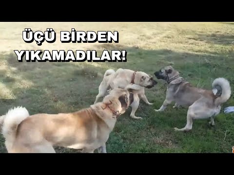 KANGALIMI 3 KÖPEK BİRDEN YILAMADI! HEPSİ NEYE UĞRADIĞINI ŞAŞIRDI!