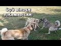 KANGALIMA ÜÇ KÖPEK BİRDEN SALDIRDI!! - YIKAMADILAR!  aggressive dog dogs attack