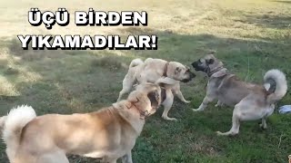 Kangalimi 3 Köpek Bi̇rden Yilamadi Hepsi̇ Neye Uğradiğini Şaşirdi