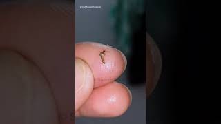 Mosquito Dissection | Watch in 1080p For Better Experience.