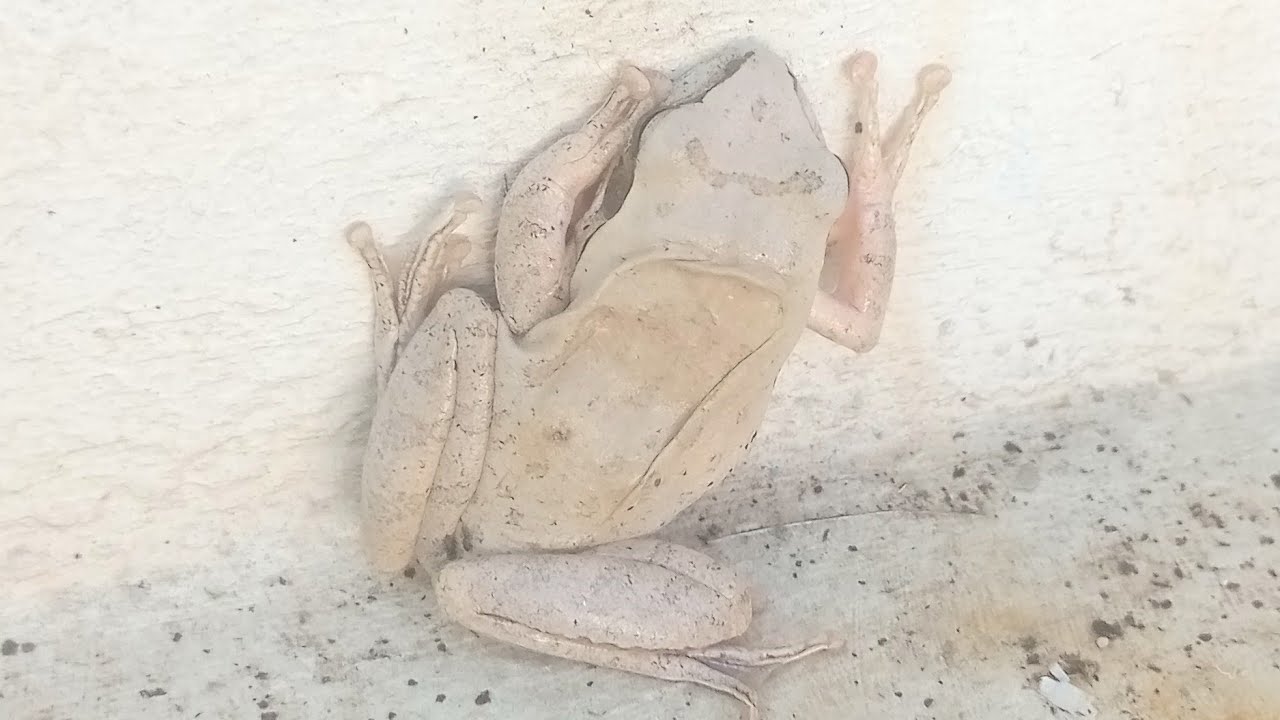 Common Tree frog, four lined tree frog, golden tree frog or striped tree frog.