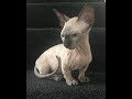 SPHYNX BAMBINO CAT の動画、YouTube動画。