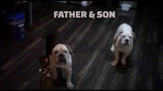 Big Daddy Buster An Hammer Just Getting A Break Father & Son English Bulldog An Pitbull