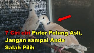 7 Ciri ciri Puter Pelung Asli, Jangan sampai Anda Salah Pilih