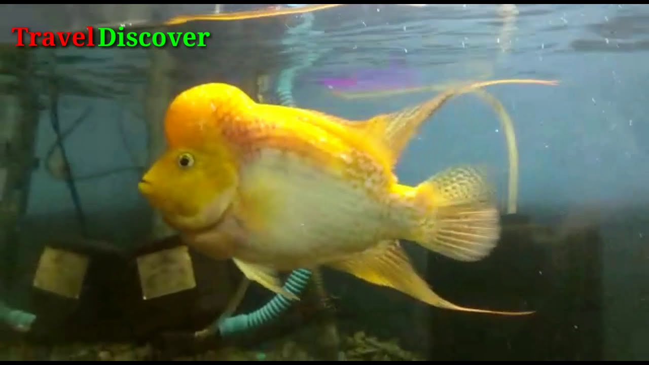 The most expensive 600 Golden Base Flowerhorn Fish, Malaysia YouTube