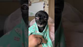 Bunny Dress Puddin 🐰🥹 Net Worth