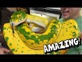 YOU HAVE TO SEE THESE SNAKES!!! AMAZING!!! | BRIAN BARCZYK