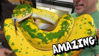 YOU HAVE TO SEE THESE SNAKES!!! AMAZING!!! | BRIAN BARCZYK