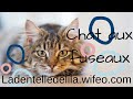 01 chat aux fuseaux ladentelledelilawifeocom