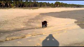 Bullterrier Ingles 11052011018