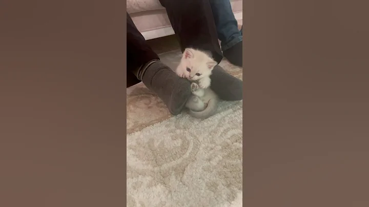 Video 6056191: kitten pets funnycats catlover, funnycats pets catlover cats, pets funnycats catlover cute, pets baby cat funnycats, cat pets happy, funny pets