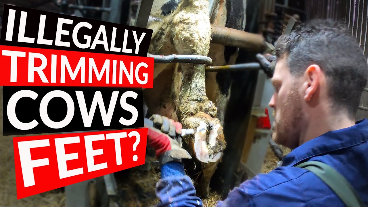 BREAKING the LAW trimming COWS FEET!? how to a hoof trimmer