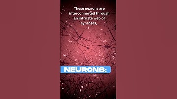 What Are Neurons and How Do They Work? #neurons #nervoussystem #brain