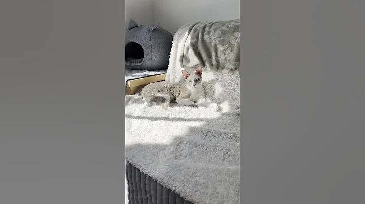 Video 11842591: cornish rex cat, sweet cat
