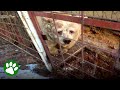 Sad old circus bear saved from cage