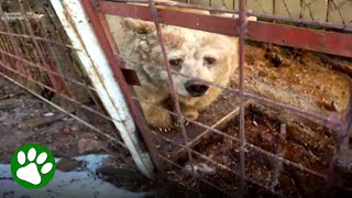 Sad old circus bear saved from cage