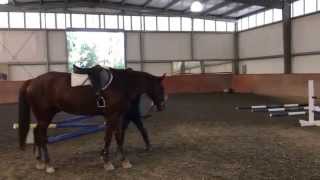 Welsh Pony jumping bouncing grid