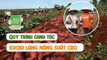 QUY TRÌNH KỸ THUẬT CANH TÁC KHOAI LANG NĂNG SUẤT CAO