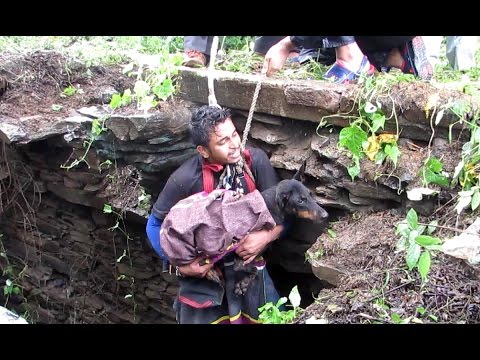 Die Hündin ist im Brunnen gefangen – schau, wie sie ihre Dankbarkeit zeigt, als sie gerettet wird