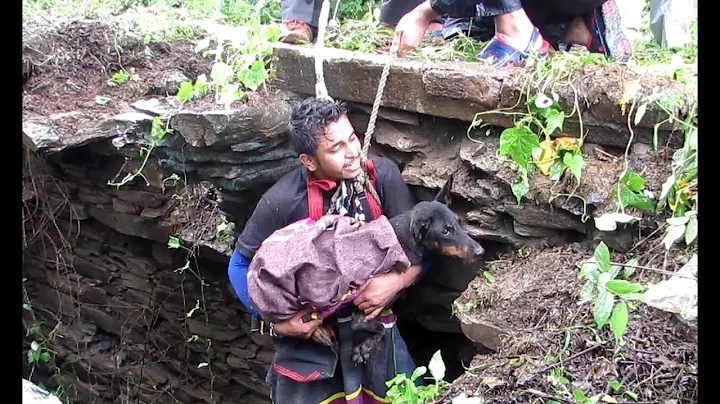 Dog sobs when she sees rescuer coming to save her. - DayDayNews