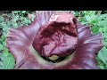 Amorphophallus Flower|| Elephant Foot Yam|| ಸುವರ್ಣ ಗಡ್ಡೆ ಹೂವು