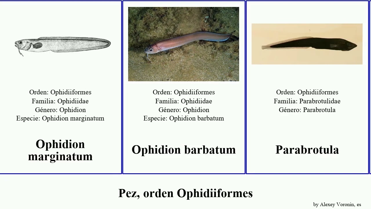 Pez, orden Ophidiiformes fish banco punctatus subterranea Ophidion Lucifuga Brótula Cataetyx Perla