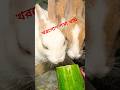 #rabbit #rabbits @Rabbitupdatetop1
