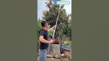 Kéo hái trái trên cao - Dụng cụ hái quả trên cao #keohaitraitrencao