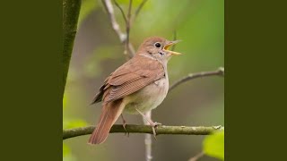 Download Lagu Nightingale singing in the jungle Download Lagu Nightingale singing in the jungle