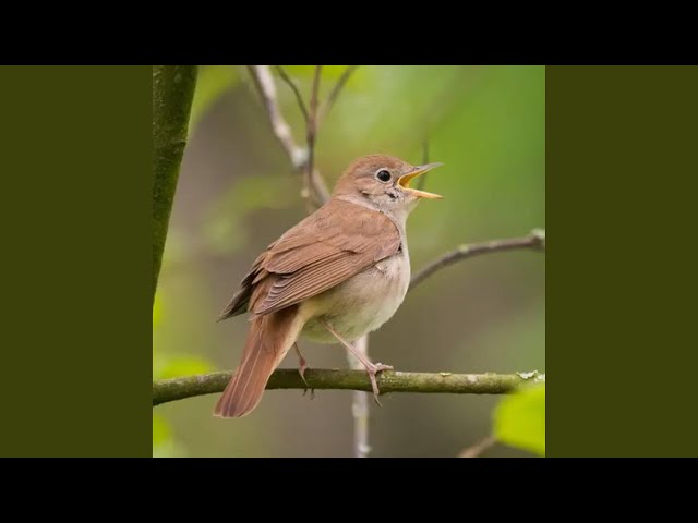 Nightingale singing in the jungle