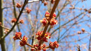 Breaking News:  Spring Is a GO!
