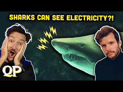 Unbelievable Shark Facts w/ Tom McGovern | Quizard's Pit 17