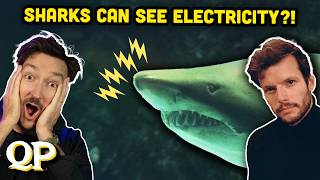 Unbelievable Shark Facts w/ Tom McGovern |  Quizard's Pit 17