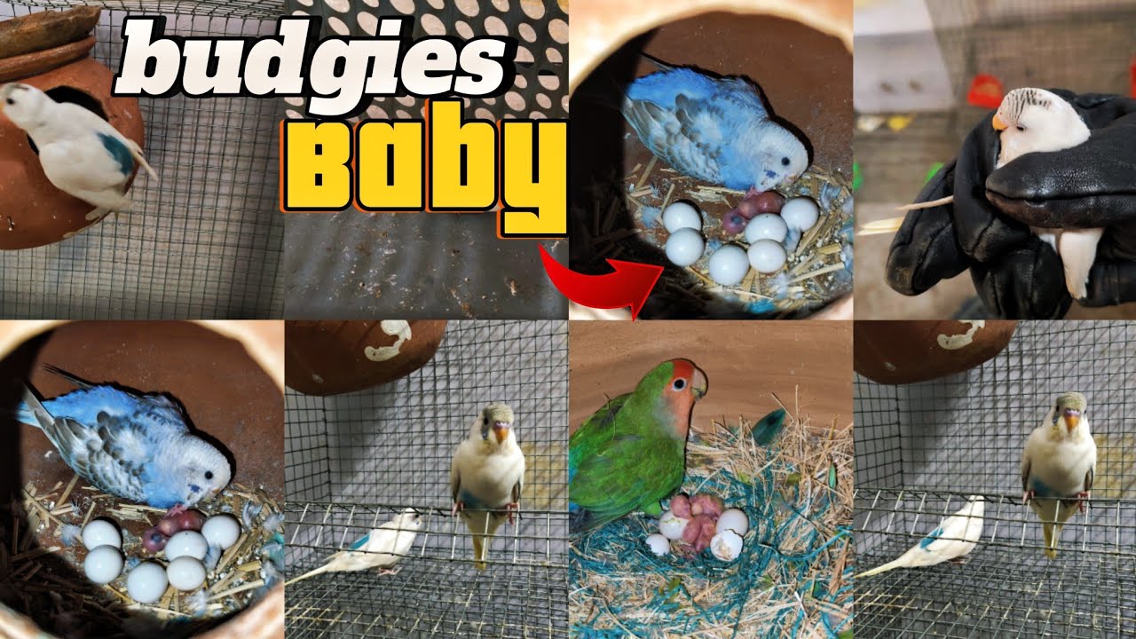 2 khush khabri Ek saat budgie parrot k eggs se baccha bhar Aagya 😍🥰🐥