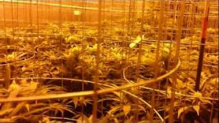 4000W Flower Room B Day 20 of Flower