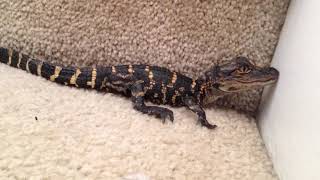 Baby alligator calling for mom  Pet