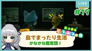 #19つねきち来訪！かなちゃん鑑定団☆のんびり島くらしをするのだ【＃あつまれどうぶつの森】