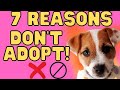 7 Reasons Not To Adopt A Jack Russell Terrier の動画、YouTube動画。