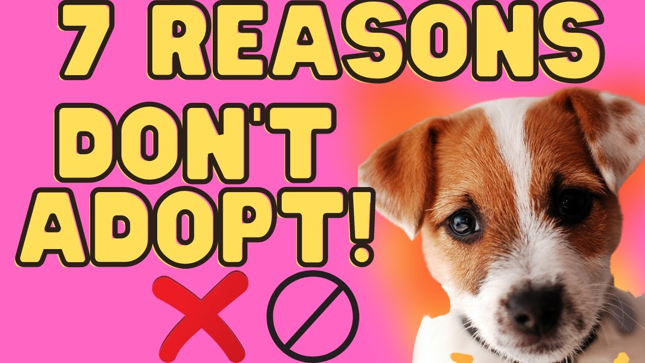 7 Reasons Not To Adopt A Jack Russell Terrier (Don'T Miss These)