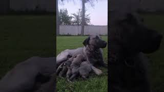 kangal#anne#köpek#yavruları#short#video