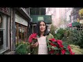 The case to rename this famous Christmas plant